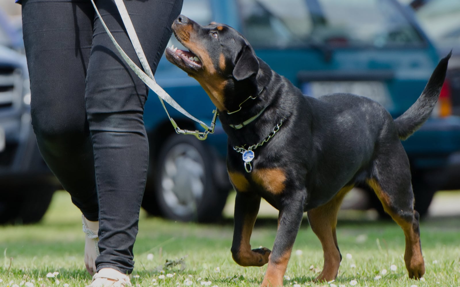 Dog Training